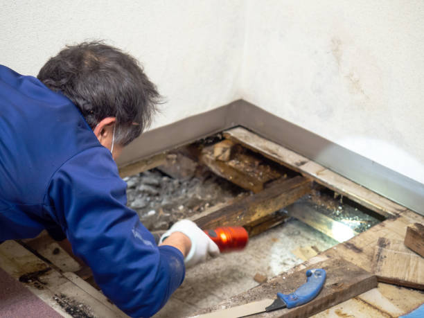 Best Commercial Mold Removal  in Lambertville, NJ