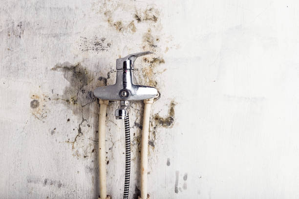 Best Mold Removal Company Near Me  in Lambertville, NJ