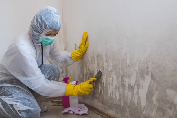 Best Emergency Mold Removal  in Lambertville, NJ