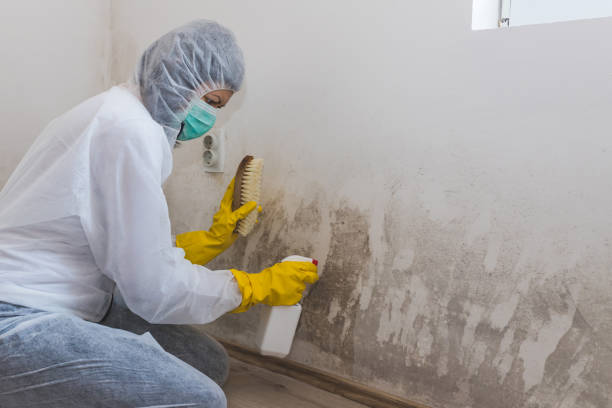 Best Water Damage Restoration  in Lambertville, NJ