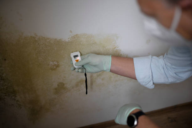 Professional Mold Removal in Lambertville, NJ