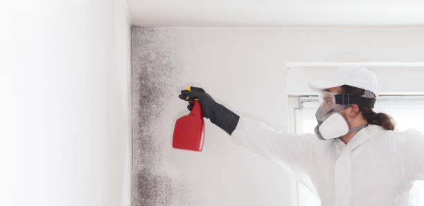 Best Black Mold Removal  in Lambertville, NJ