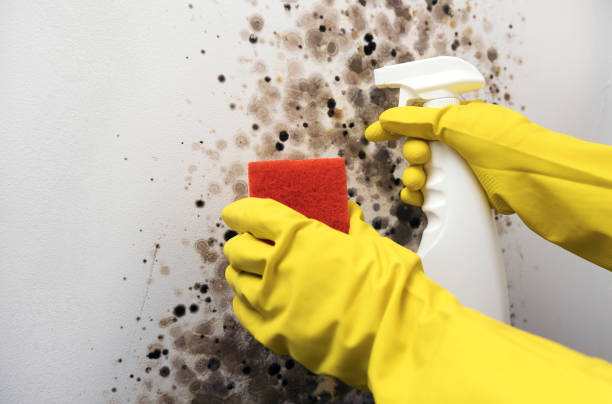 Best Mold Testing  in Lambertville, NJ