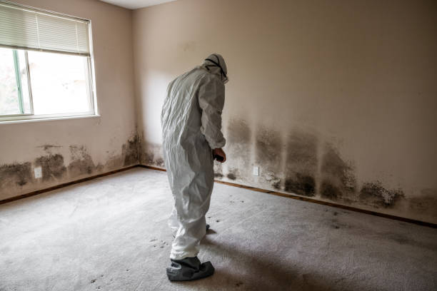Best Mold Damage Repair  in Lambertville, NJ