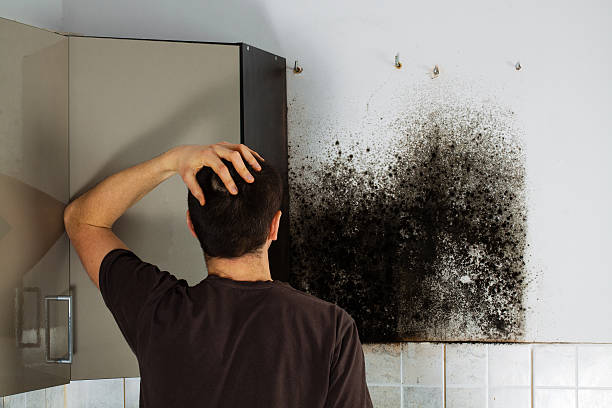 Best Crawl Space Mold Removal  in Lambertville, NJ