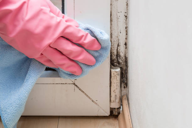 Best Same-Day Mold Removal  in Lambertville, NJ