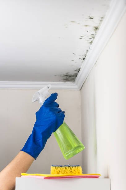 Best Toxic Mold Removal  in Lambertville, NJ