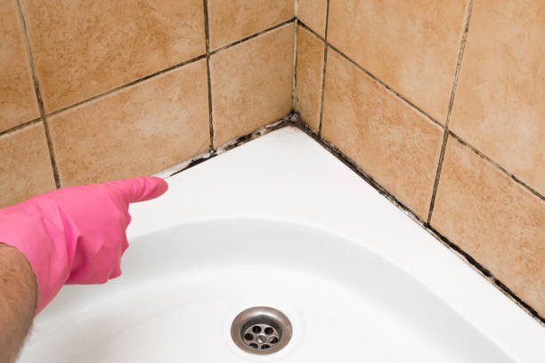 Best Mold Remediation  in Lambertville, NJ